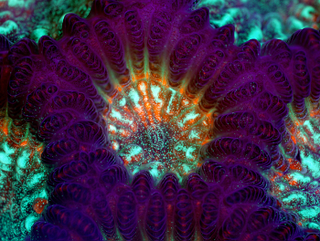 Illustration for article titled Parasites, deadly bugs and fungi are more beautiful than you could possibly imagine